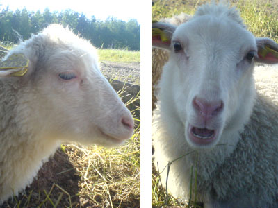finullsfar-irma-ingrid
